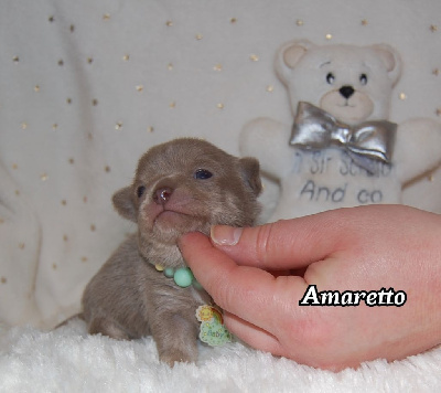 AMARETTO