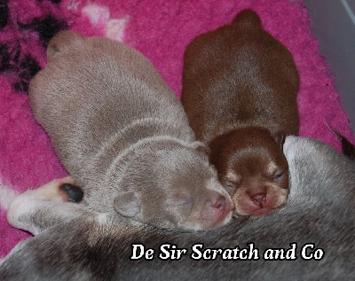 de Sir Scratch and Co - Chihuahua - Portée née le 10/01/2025