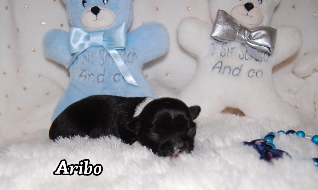 de Sir Scratch and Co - Chiot disponible  - Chihuahua