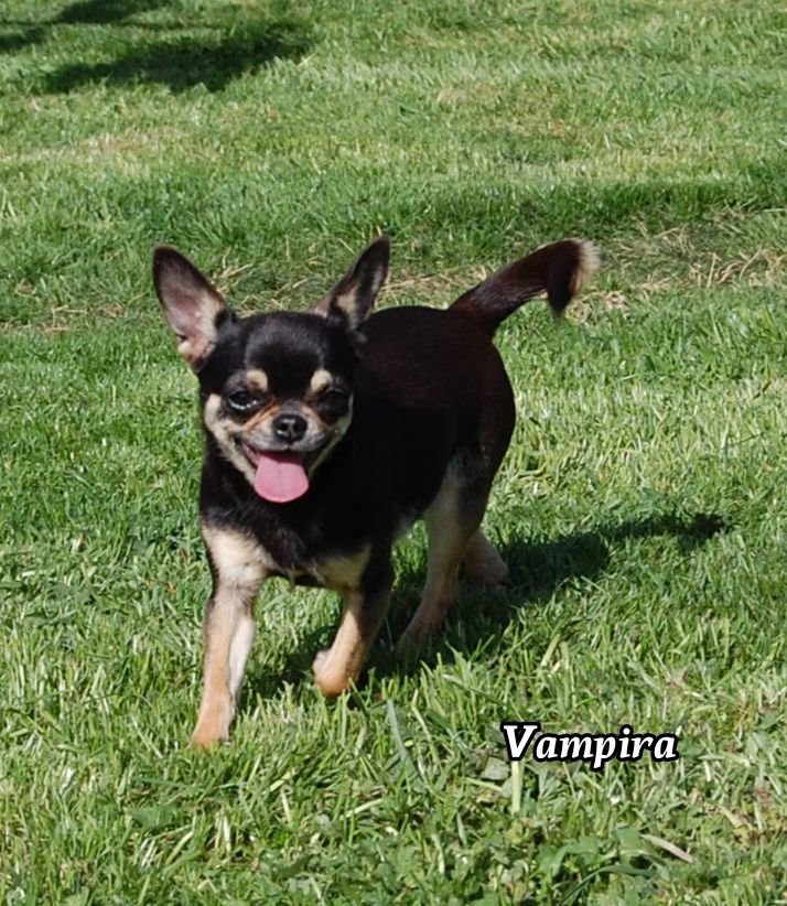 Vampira de Sir Scratch and Co