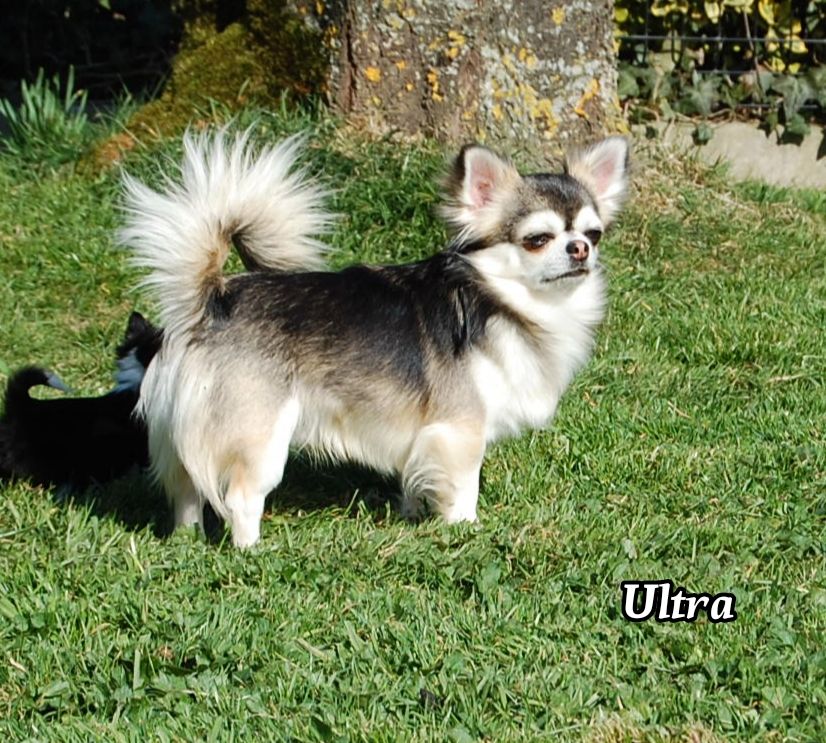 Ultra de Sir Scratch and Co