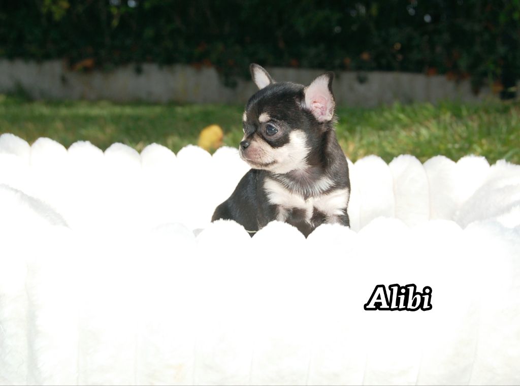 de Sir Scratch and Co - Chiots disponibles - Chihuahua