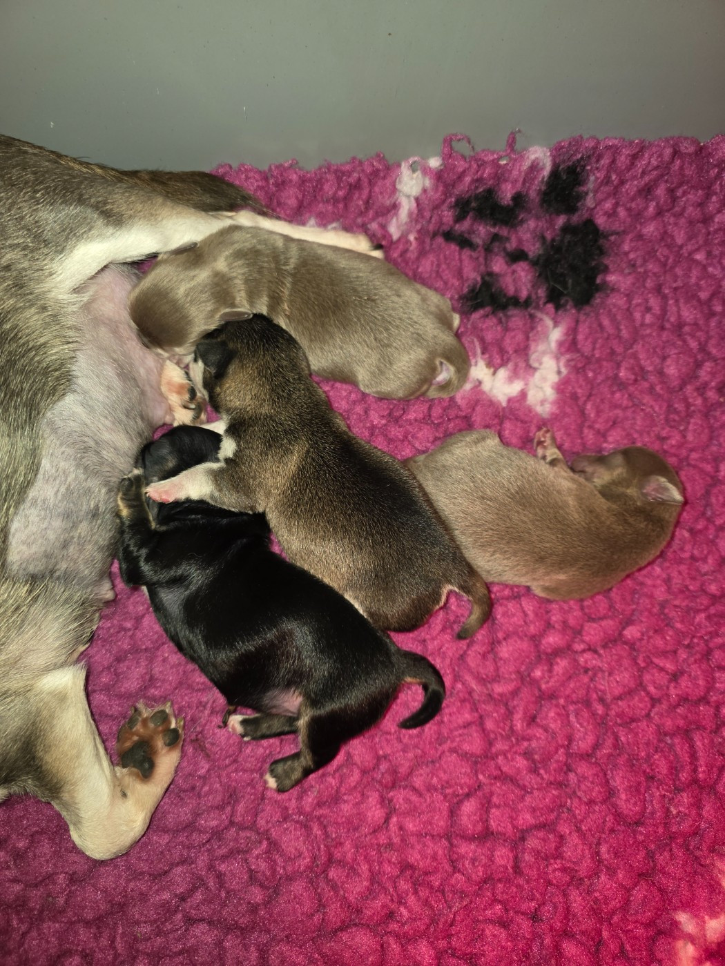 de Sir Scratch and Co - Chihuahua - Portée née le 04/02/2026