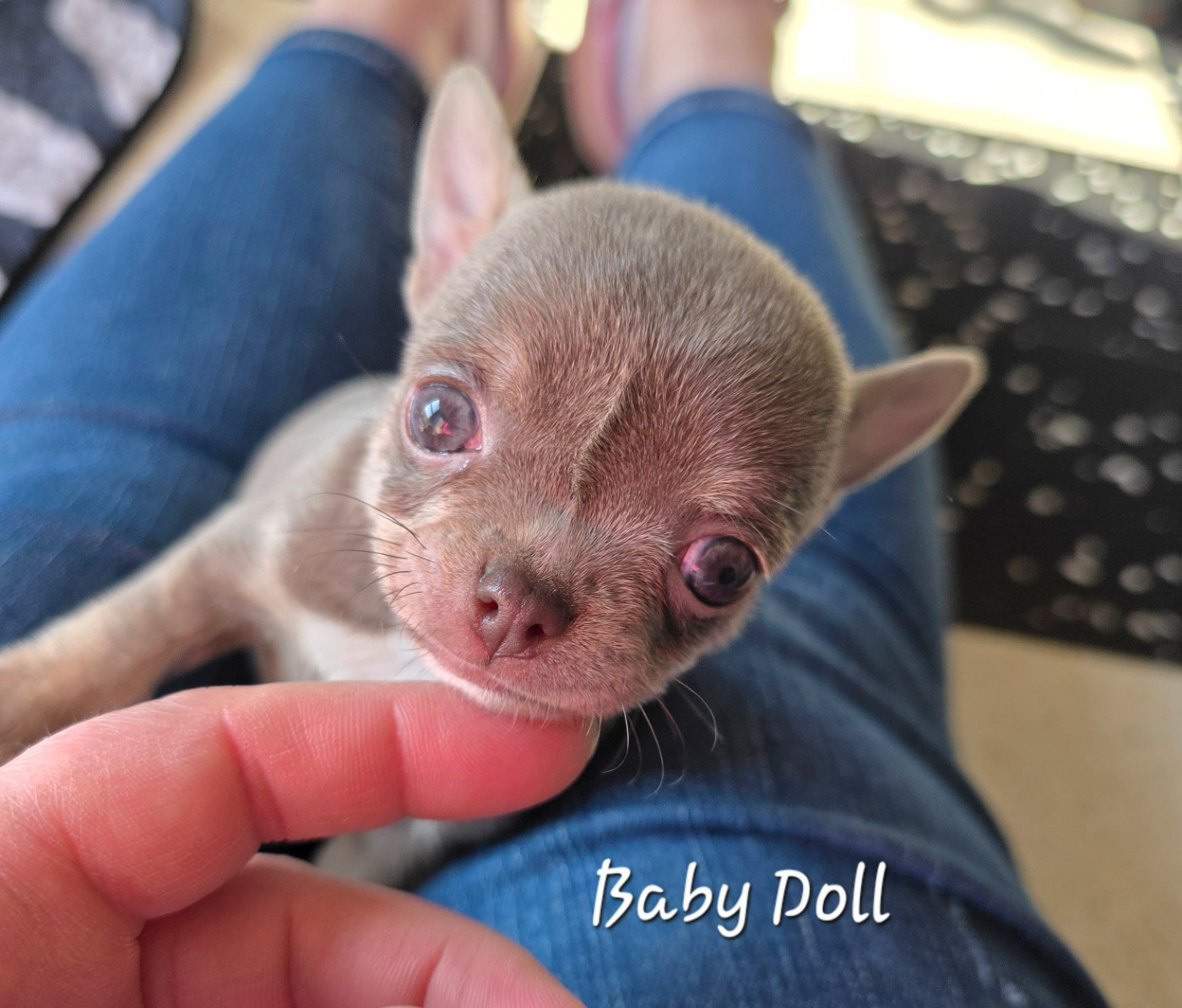 de Sir Scratch and Co - Chiots disponibles - Chihuahua