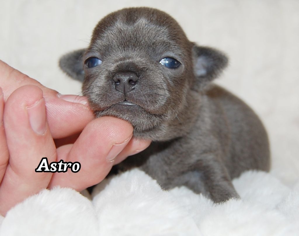 de Sir Scratch and Co - Chiots disponibles - Chihuahua