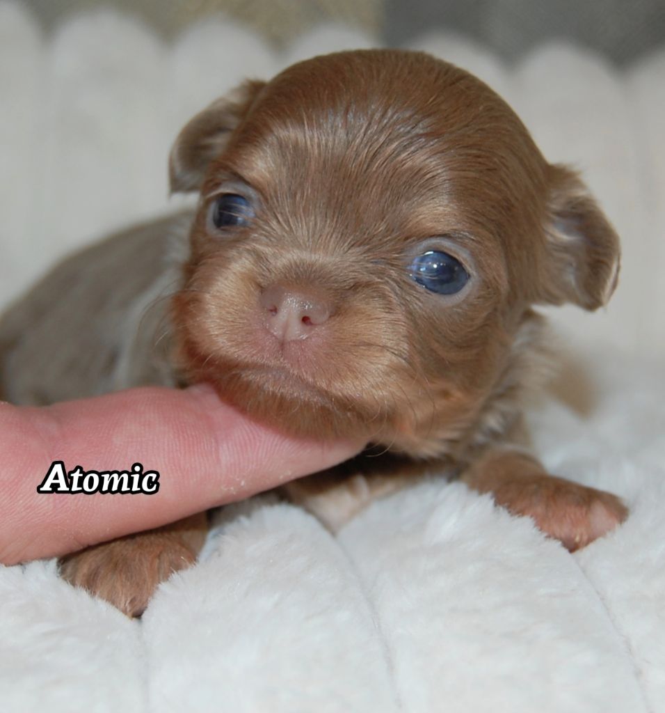 de Sir Scratch and Co - Chiots disponibles - Chihuahua
