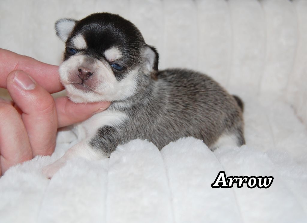 de Sir Scratch and Co - Chiots disponibles - Chihuahua