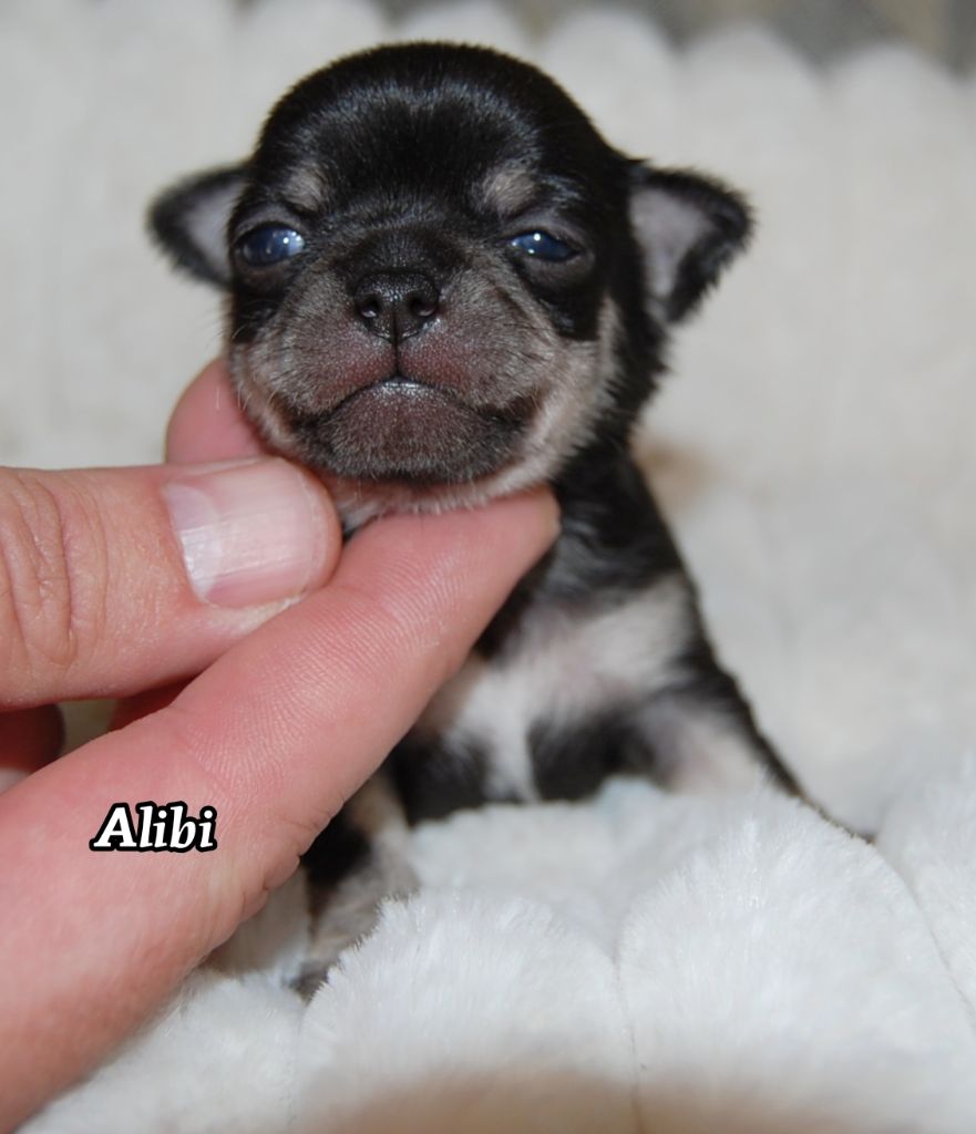 de Sir Scratch and Co - Chiots disponibles - Chihuahua