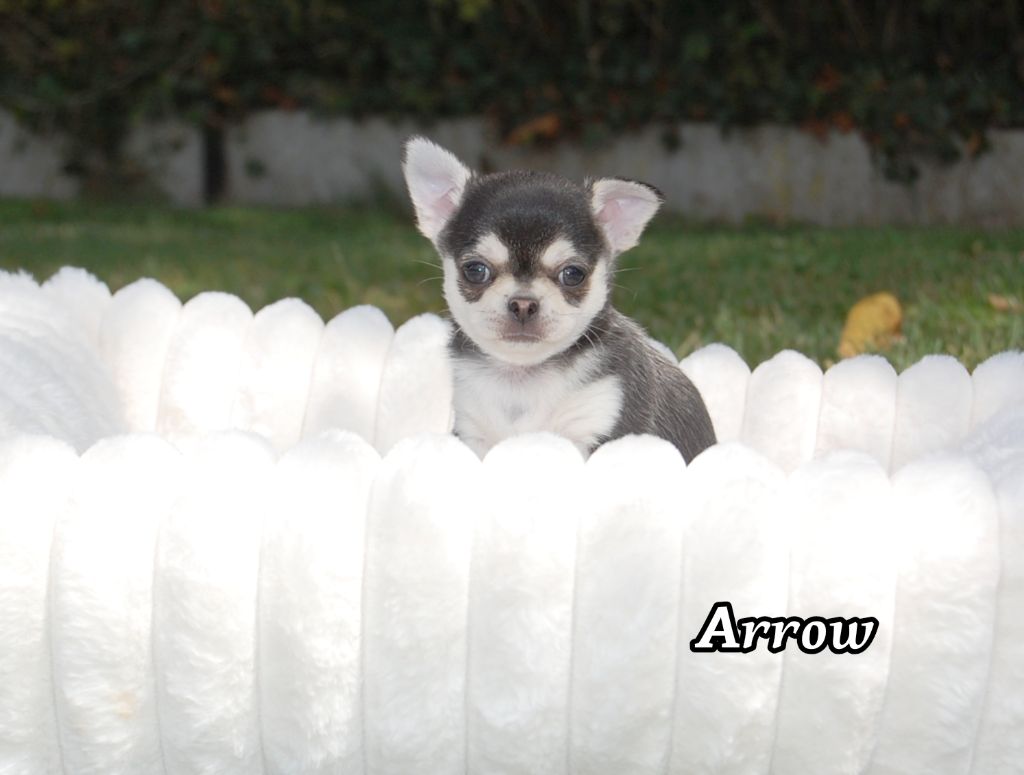 de Sir Scratch and Co - Chiots disponibles - Chihuahua
