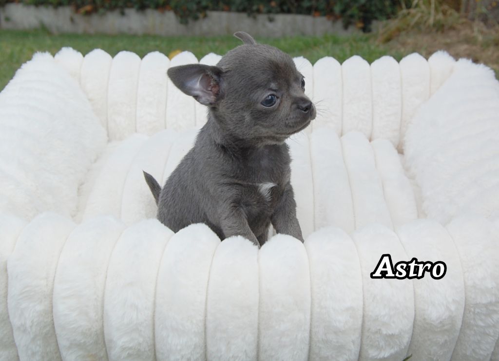 de Sir Scratch and Co - Chiots disponibles - Chihuahua
