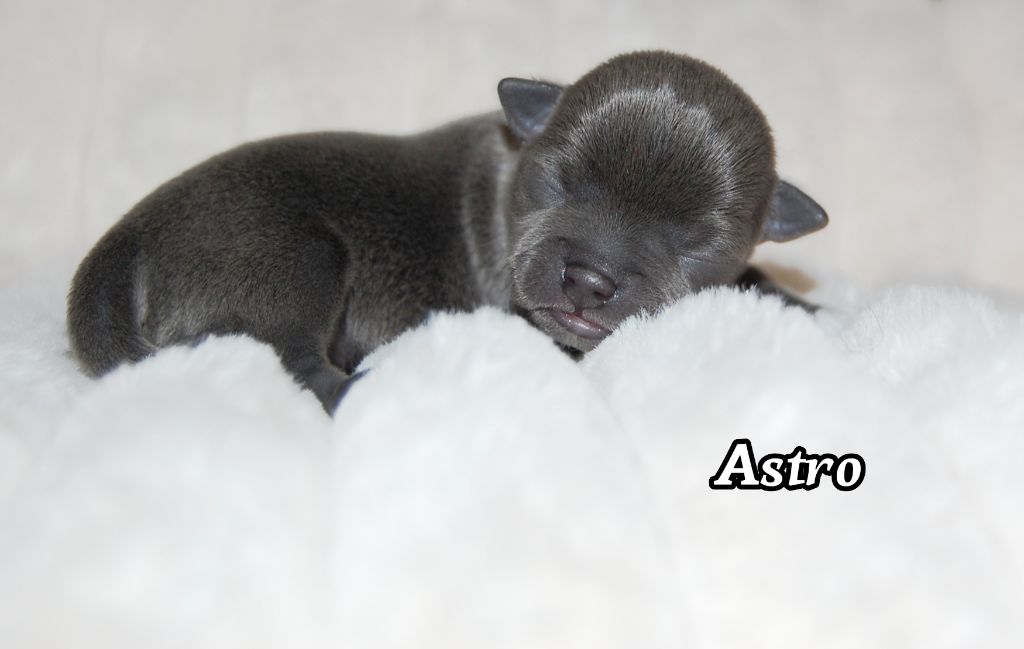 de Sir Scratch and Co - Chiots disponibles - Chihuahua
