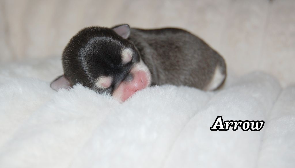 de Sir Scratch and Co - Chiots disponibles - Chihuahua